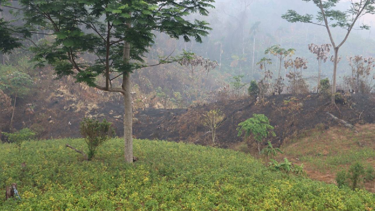 Comité Pro Santa Cruz Revela Plantaciones de Coca en el Parque Amboró