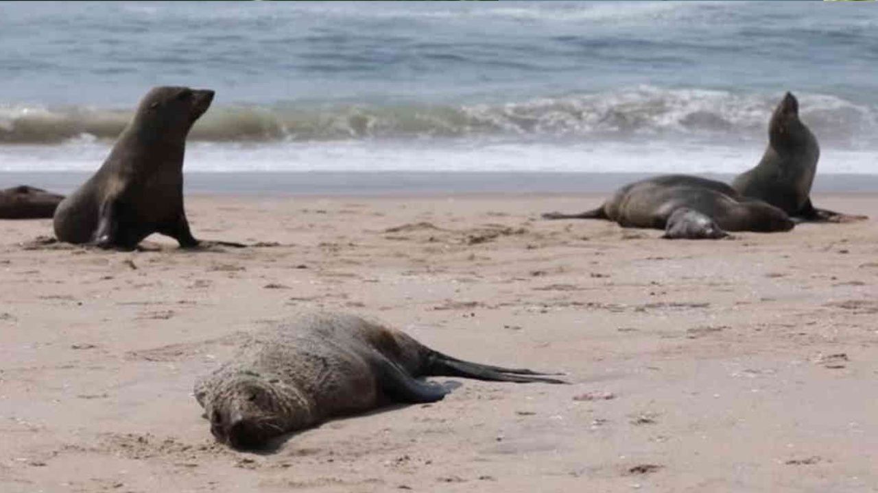 Chile confirmó el hallazgo de más de 70 lobo marinos muertos