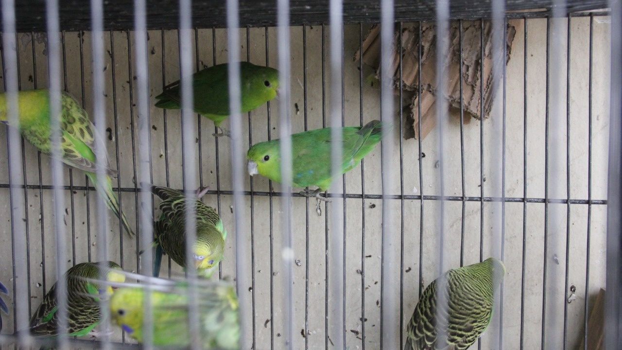 Cochabamba: Rescatan 21 animales exóticos que eran ofertados
