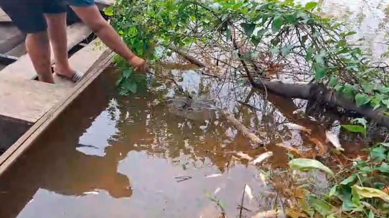 Muerte masiva de peces en el río amarillo de Yapacaní: posibles indicios de contaminación por agroquímicos