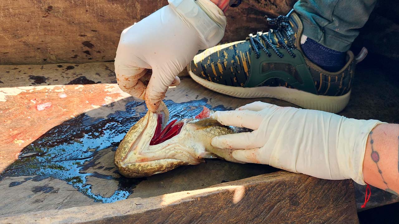 Mortandad de peces: Más de 5 especies afectadas y expertos evidencia falta de oxígeno