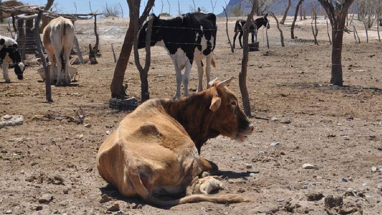 800 mil cabezas de ganado en riesgo por la sequia y FEGASACRUZ advierte que ola de calor podría agravar la situación
