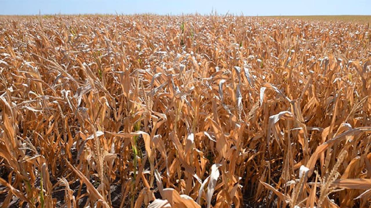 Productores reportan menor producción en trigo y soya, reiteran el pedido del uso de la biotecnología para combatir la sequia