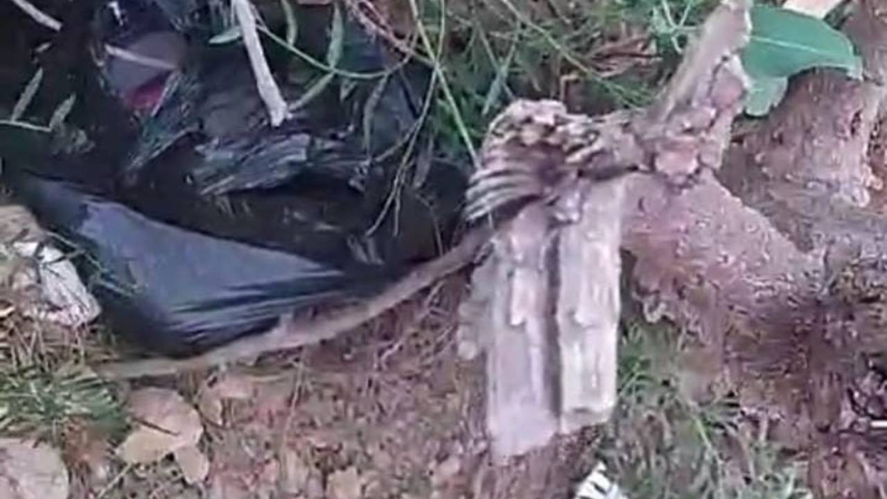 Bebé agredida con piedra por su madre fallece tras 8 días en terapia intensiva