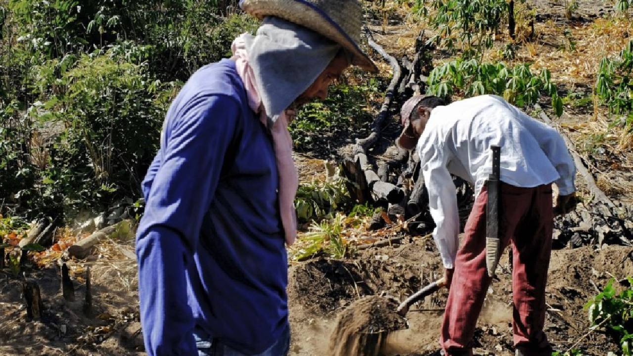 Brasil rescató a casi 1.000 latinoamericanos en esclavitud laboral en la última década