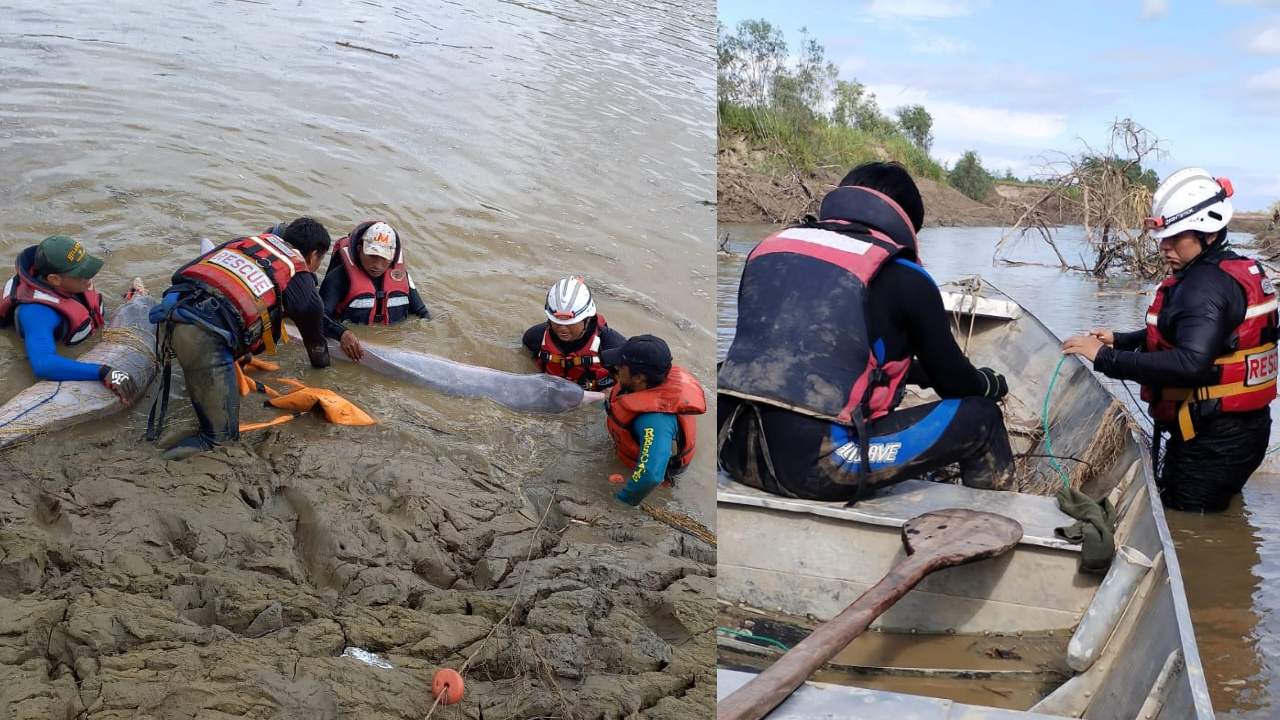 Rescatan exitosamente  a 24 bufeos atrapados  en posas de agua
