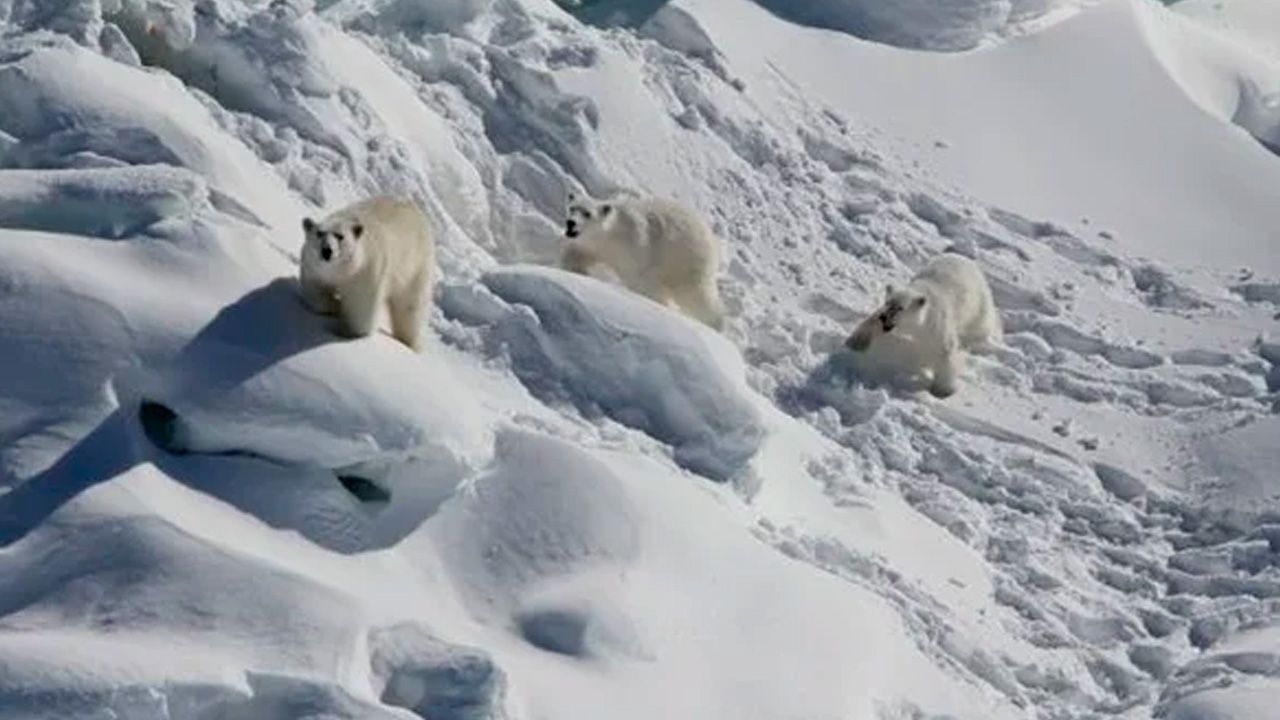 Cambios en el comportamiento de los Osos Polares en Groenlandia debido al cambio climático