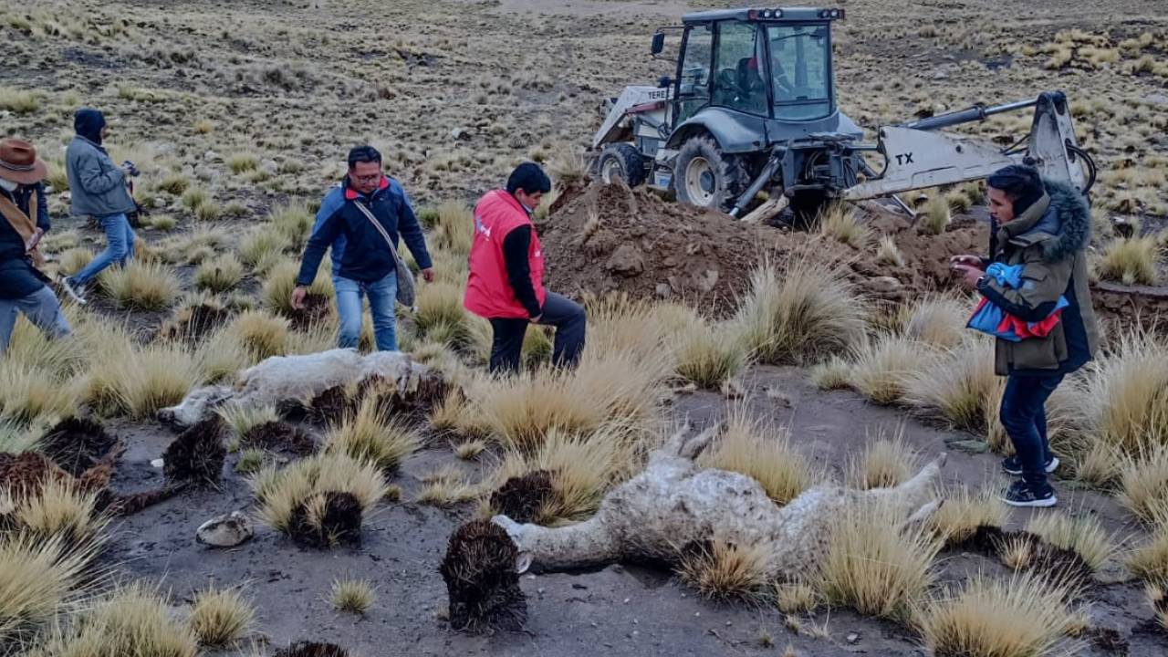 Nuevo ataque de perros salvaje en Alto Milluni en la urbe Alteña deja a 20  llamas muertas 