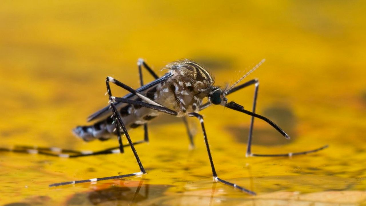 Falleció el conscripto que padecía fiebre amarilla 