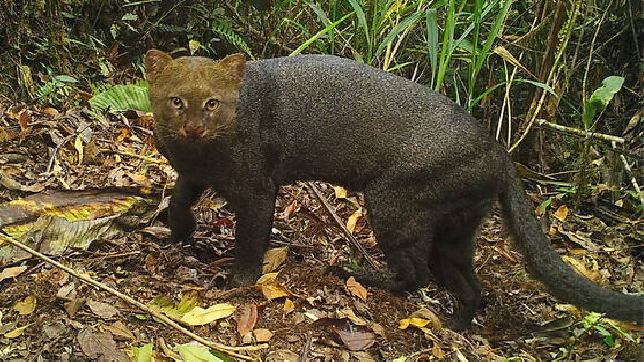 Registradas tres nuevas especies de mamíferos en el Santuario de Machu Picchu