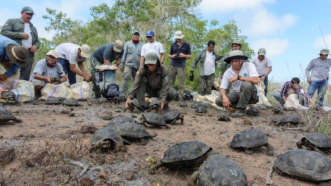 Cerca de 100 tortugas gigantes criadas en cautiverio son liberadas en las Islas Galápagos