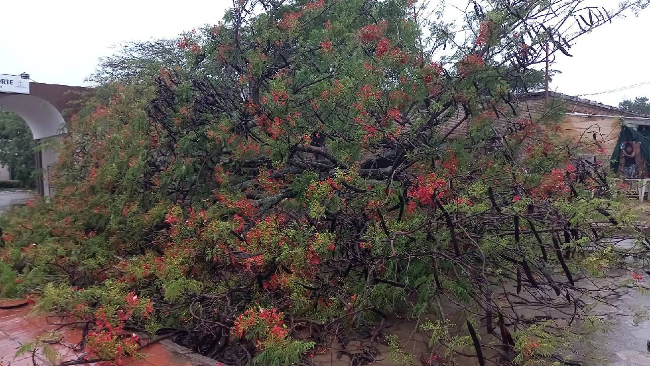  Árbol cae tras fuertes lluvias, dañando una motocicleta  en la entrada del cementerio Norte