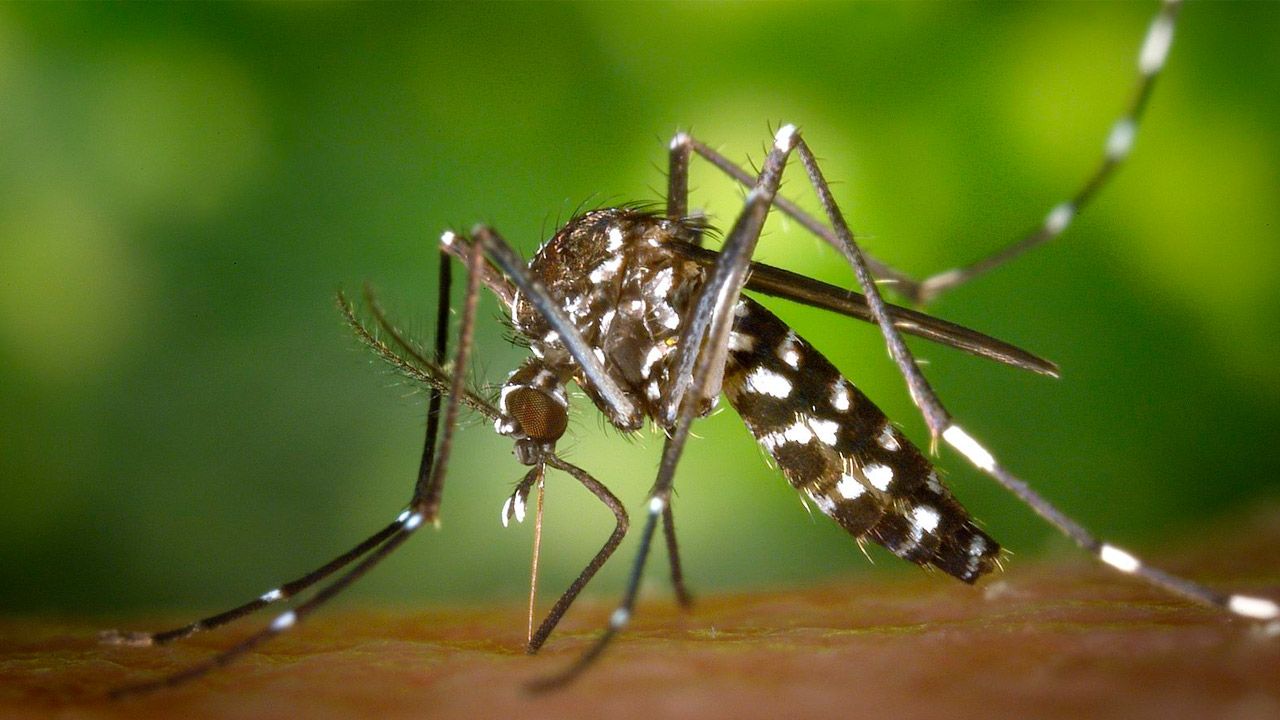 Prepárate para más mosquitos a medida que el mundo se calienta