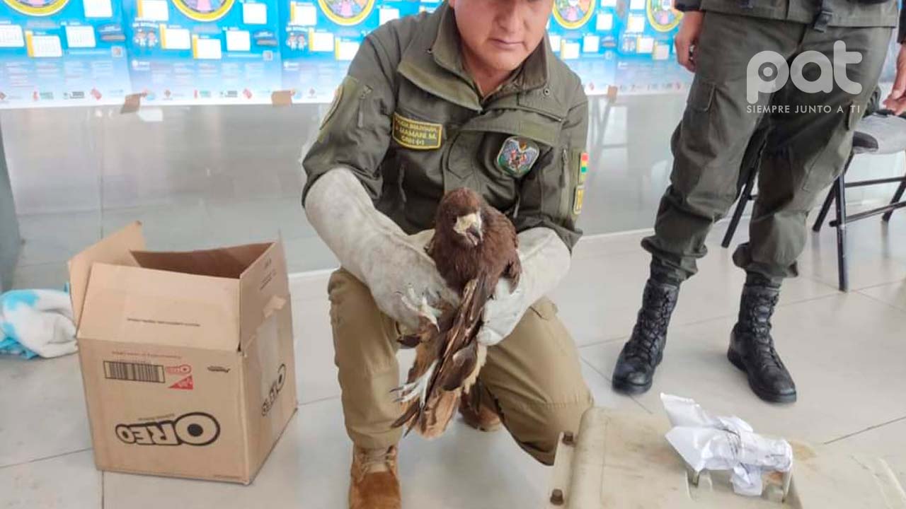 Ave silvestre sufre impactante accidente en la Terminal Metropolitana de El Alto: Llamado a la protección de la fauna urbana