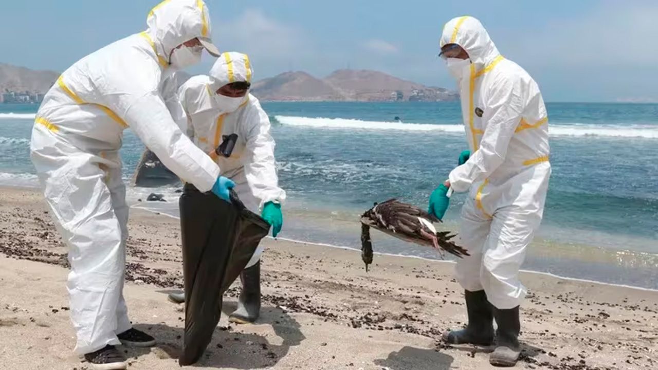 La gripe aviar amenaza la Antártida y pone en riesgo la vida silvestre
