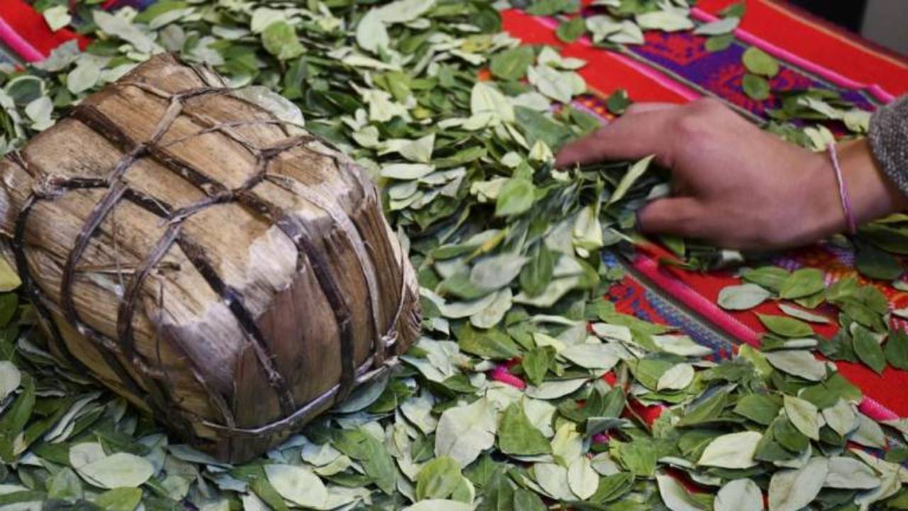 Bolivia celebra el Día Nacional del Acullico (hoja de coca) con ferias en todo el país.