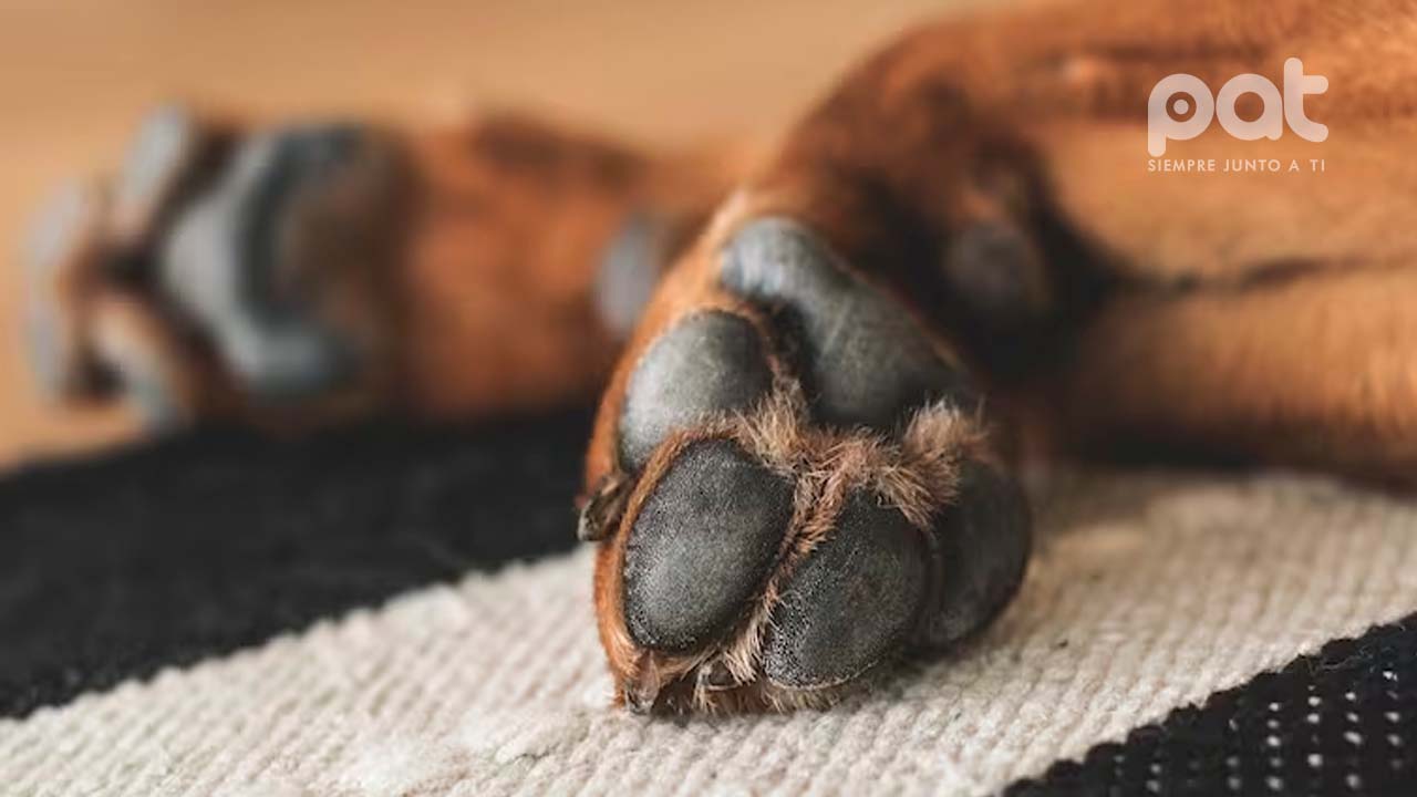 Indignación ante cruel maltrato animal: Hombre le arranca los ojos a su perro de su vecina tras una discusión 