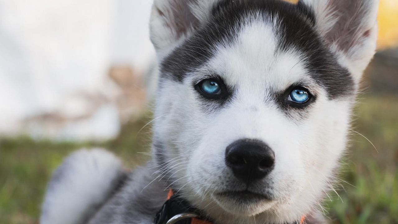 Ciudadano español detenido por envenenar a una perrita Husky