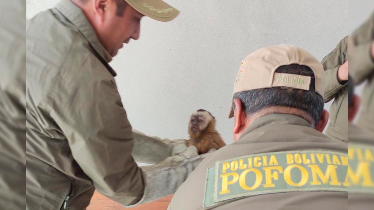 Entregan a POFOMA un mono capuchino rescatado en Terminal Metropolitana en El Alto