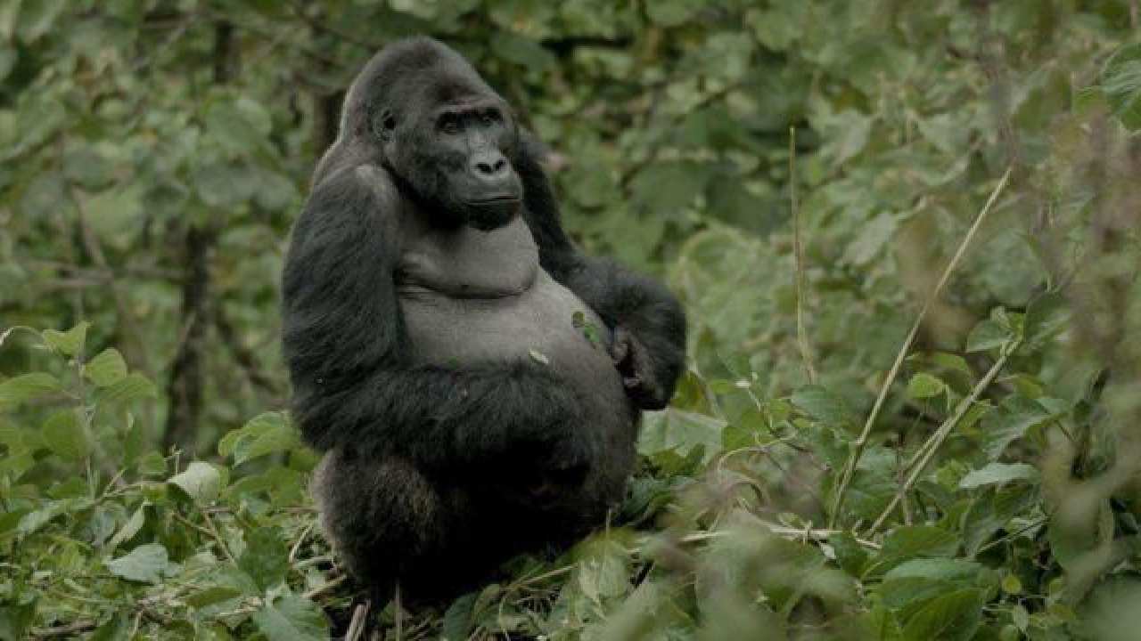 Camarógrafo convive con gorilas para documentar habitación y salvación de especie