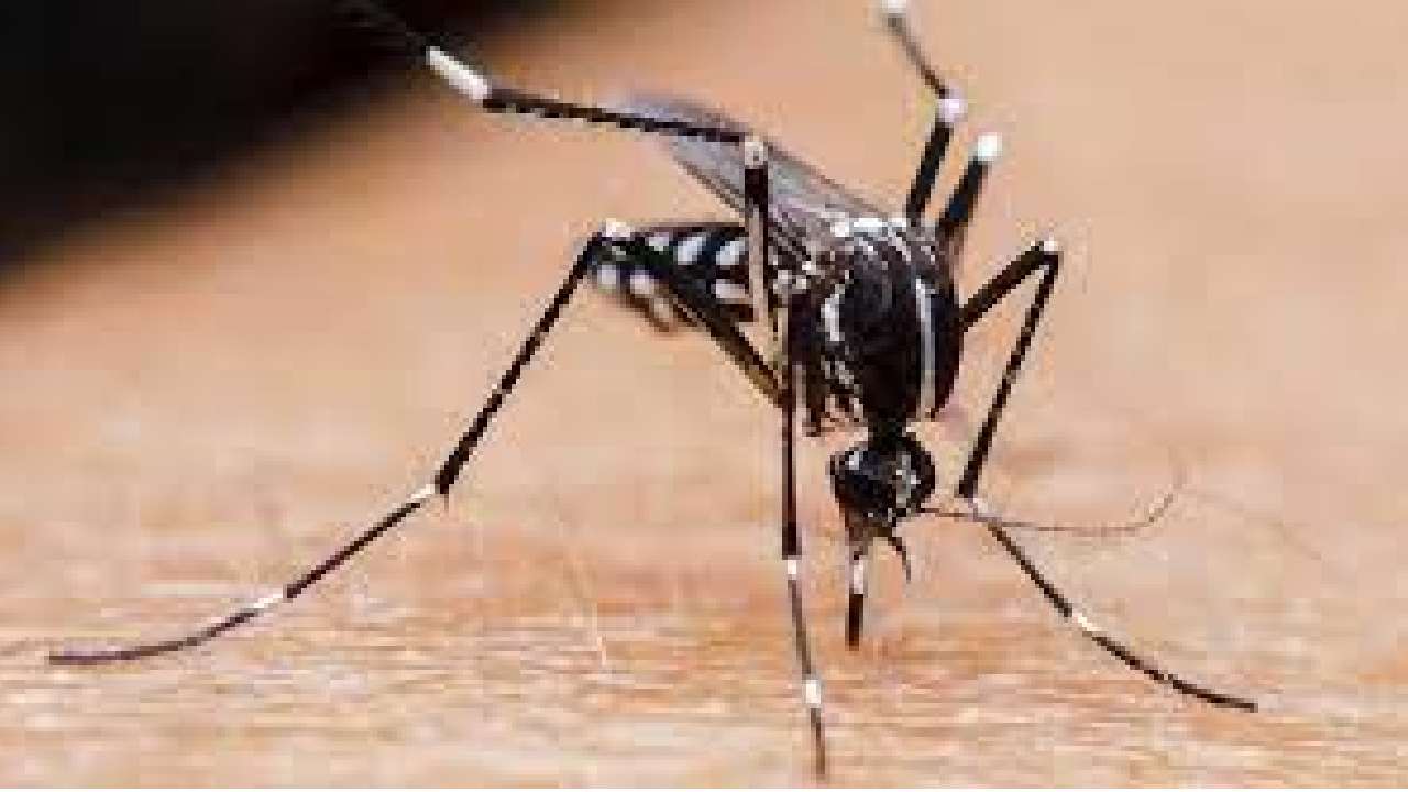 9 Casos de Dengue en Santa Cruz: Sedes refuerza medidas preventivas