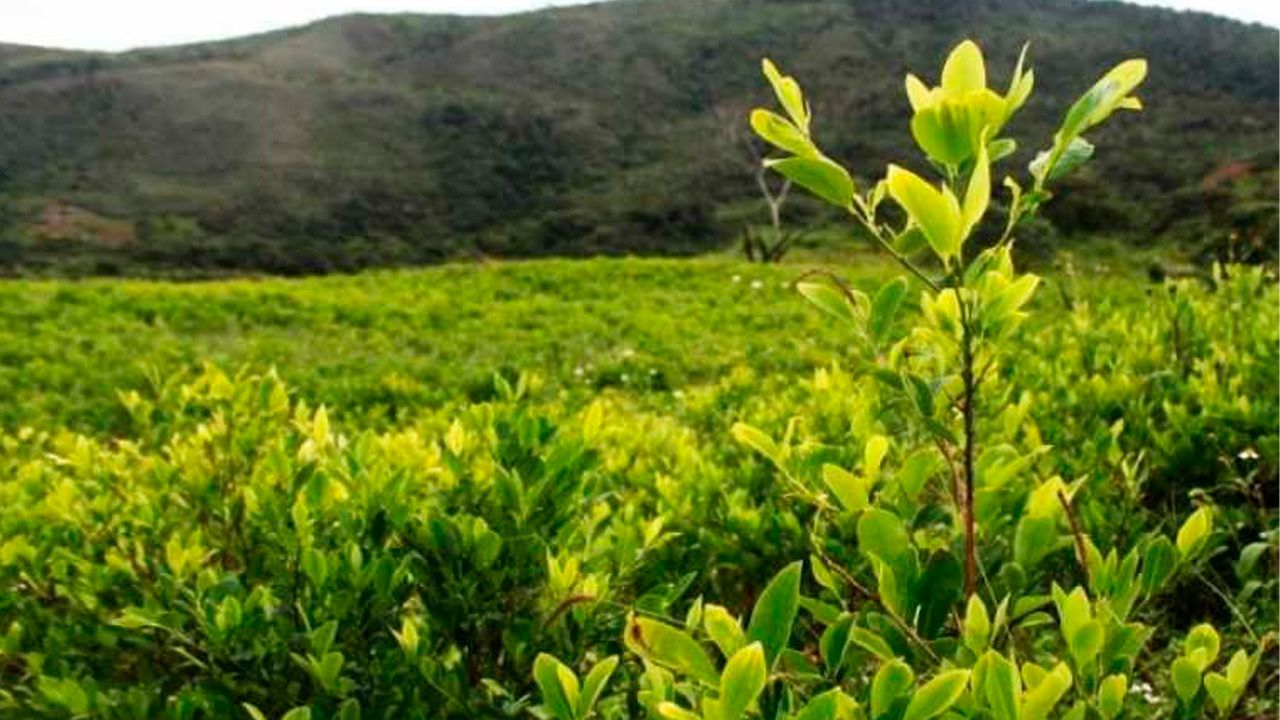 Crecimiento exponencial de cultivos de coca en parques nacionales de Bolivia