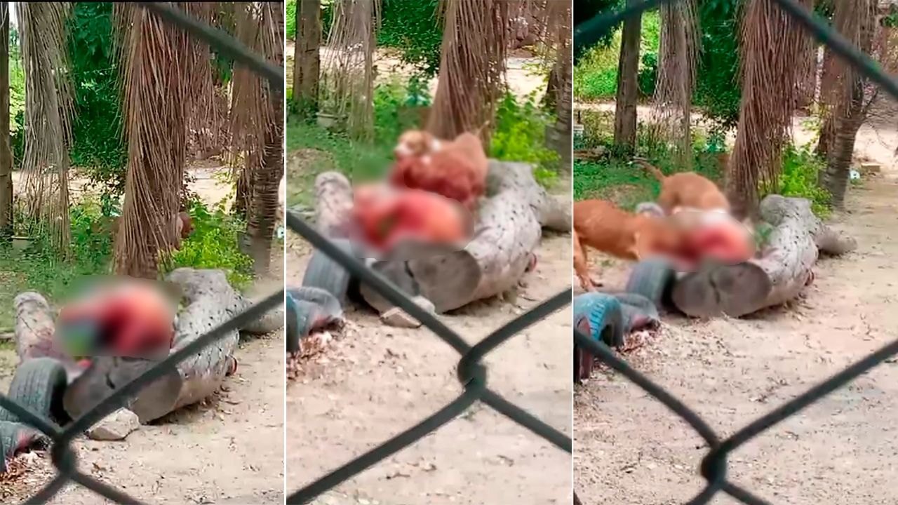 Ataque mortal de Pitbulls en el Plan 3000: Persona pierde la vida y autoridades intervienen
