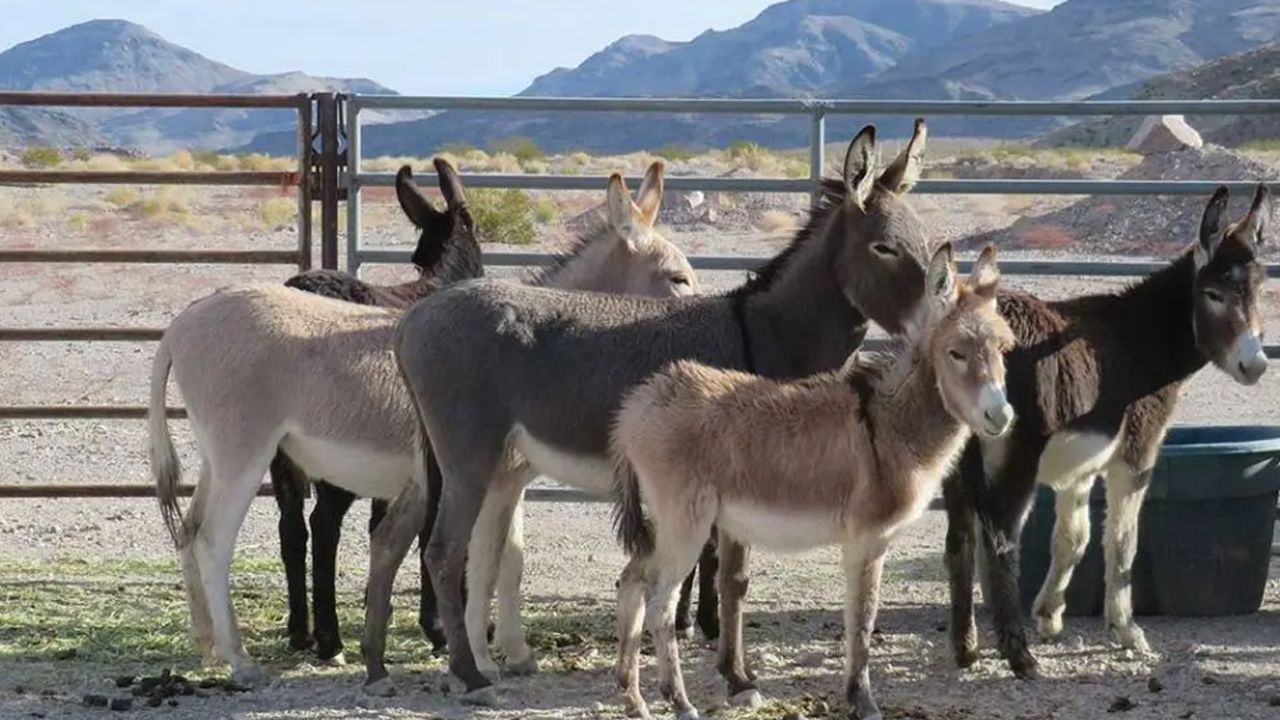 Vendían carne de burro en mercados de 3 ciudades