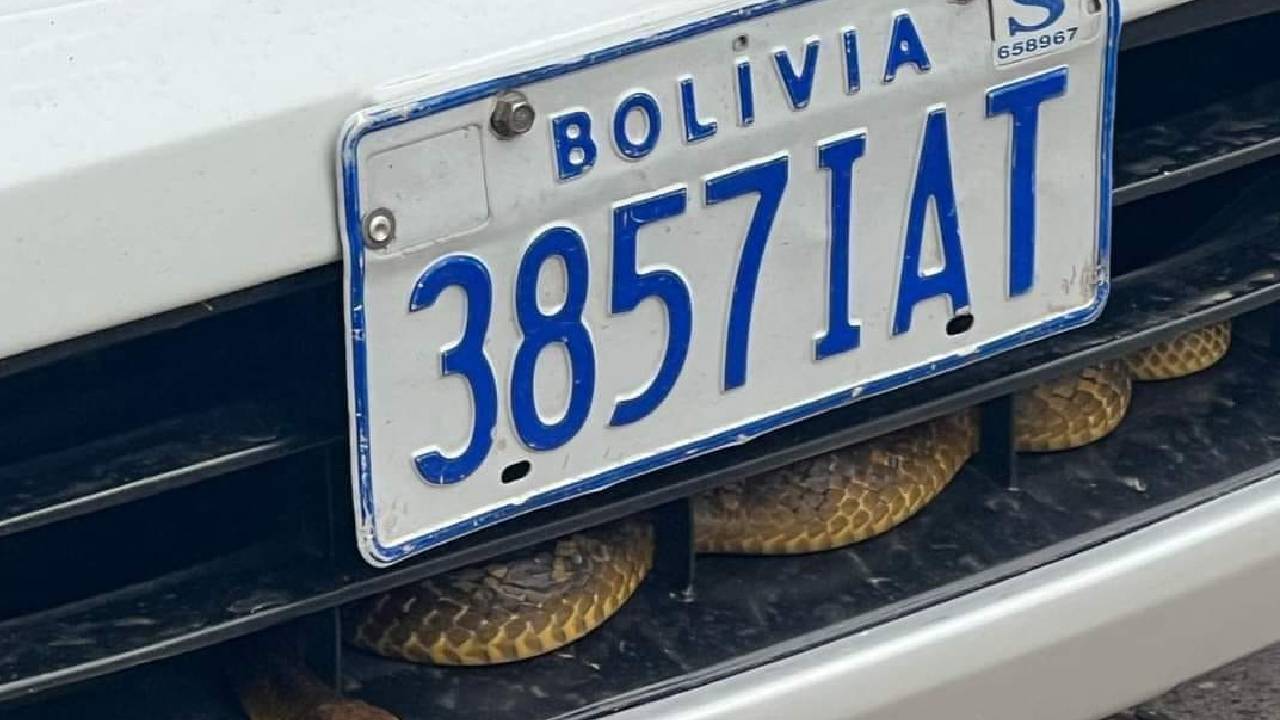  Increíble hallazgo: Tremendo susto al descubrir una víbora en su vehículo en pleno centro de Santa Cruz