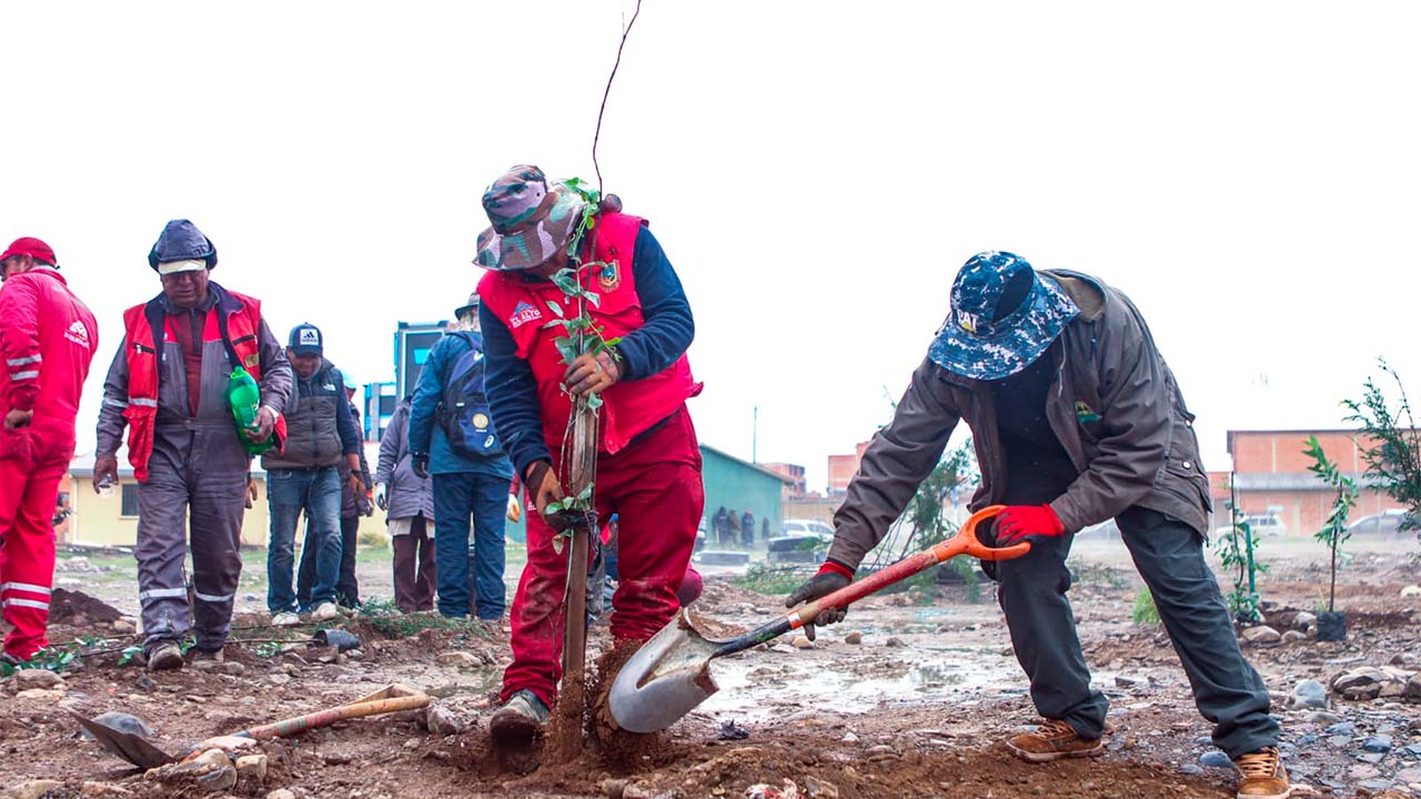 Siembra masiva de árboles para convertir el Distrito 1 en un pulmón verde