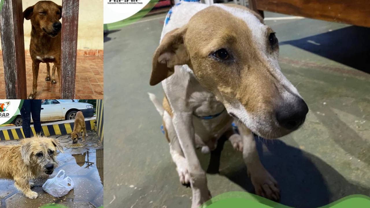 Campaña de apoyo para mascotas afectadas por inundaciones en Pando