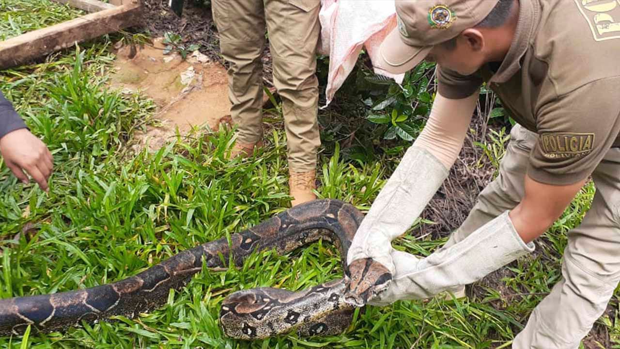 Rescatan y liberan a una boa de tres metros en el Trópico
