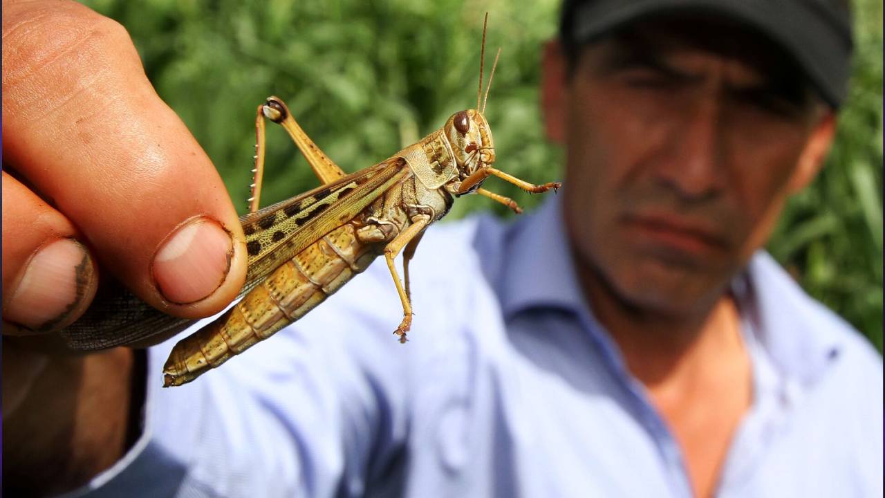Alerta Sanitaria en Bolivia: Plaga de Langostas Voladoras Procedentes de Argentina