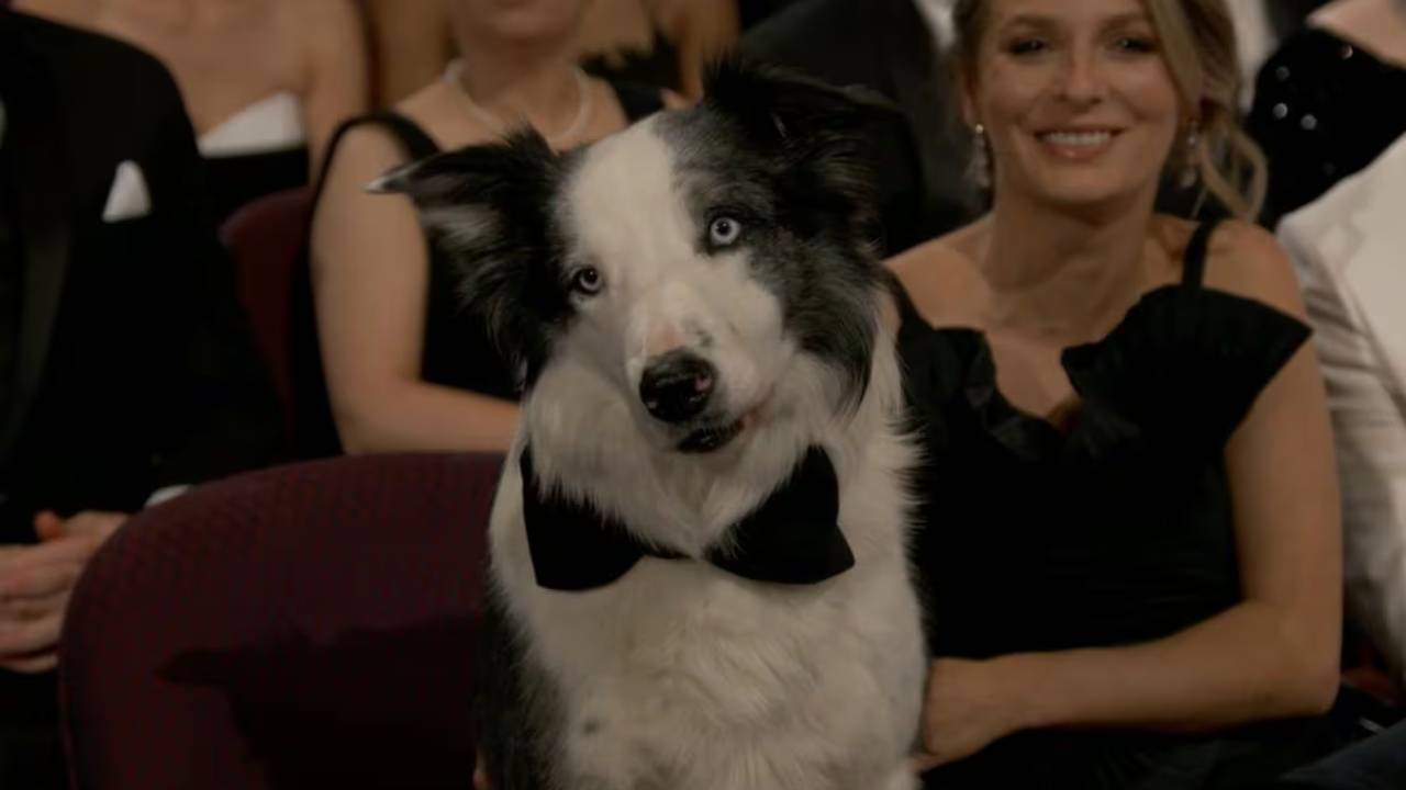 ¡Messi, el perro sensación de 'Anatomía de una Caída', se roba el show en los Oscars!